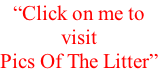 “Click on me to  visit Pics Of The Litter”